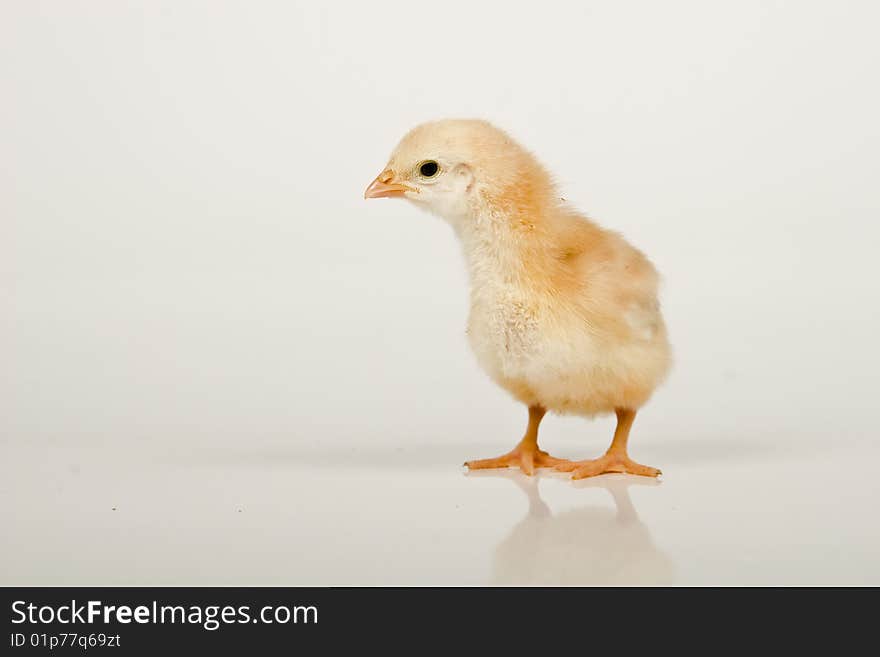 Little baby chicken, studio shot