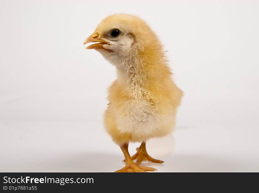 Little baby chicken, studio shot