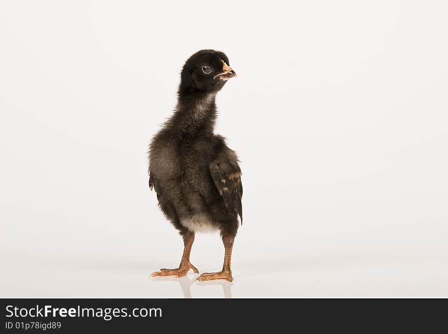 Little baby chicken, studio shot