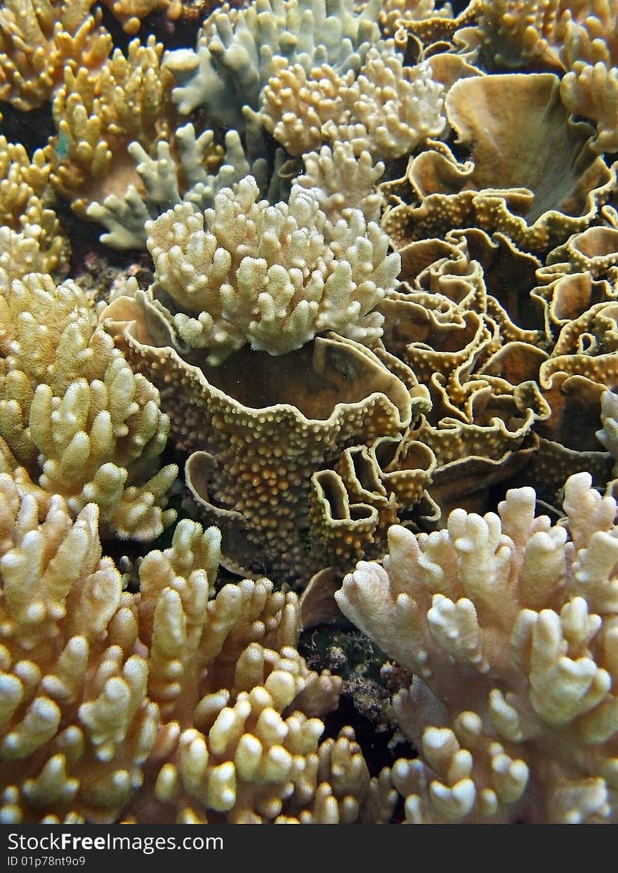 Beautiful Coral gardens creating incredible patterns and texture