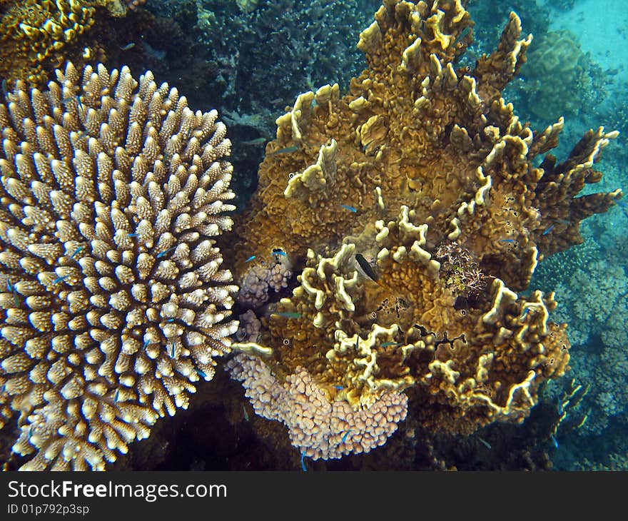 Beautiful Coral gardens creating incredible patterns and texture