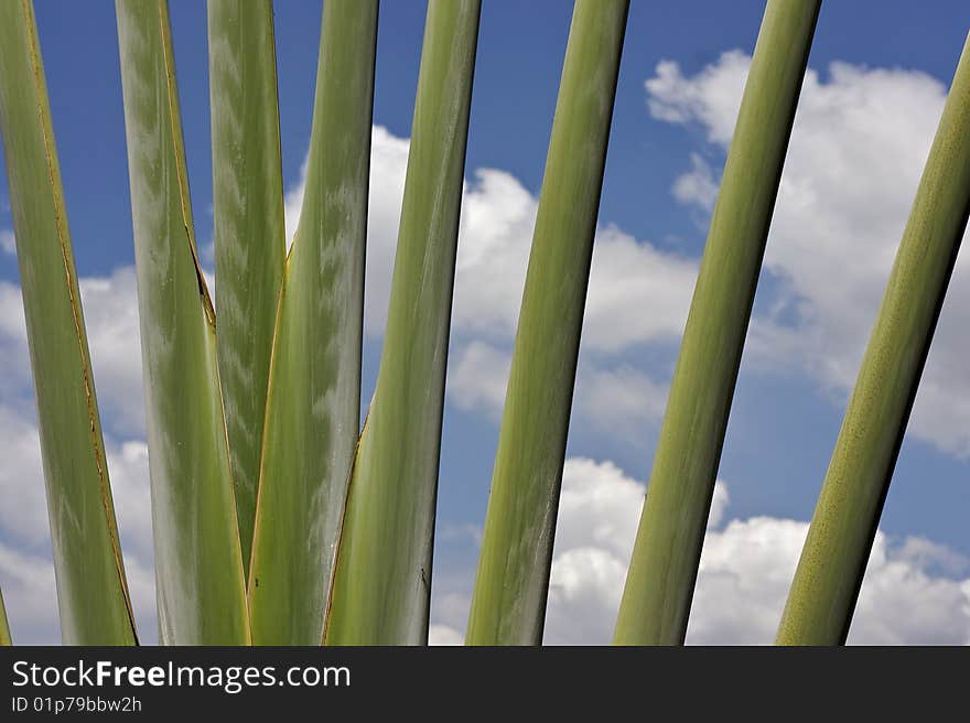 Banana stalks wallpaper