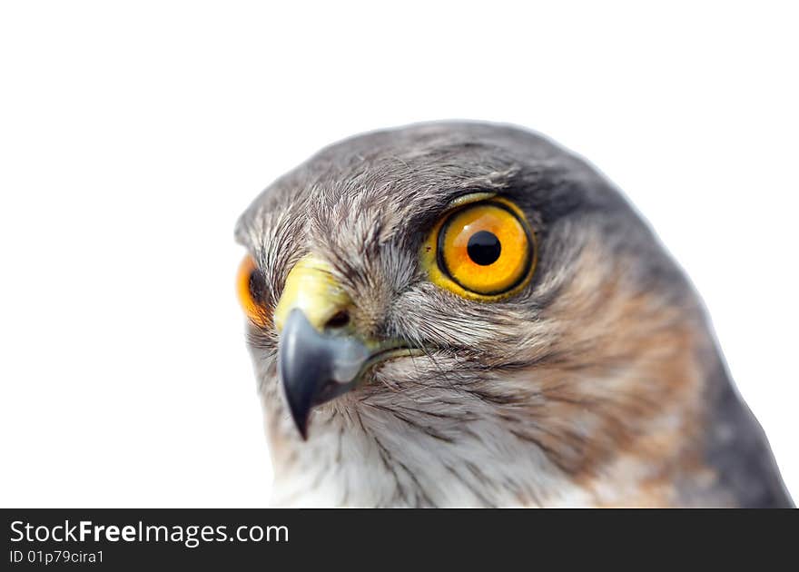 Birds of Europe - Sparrow-hawk