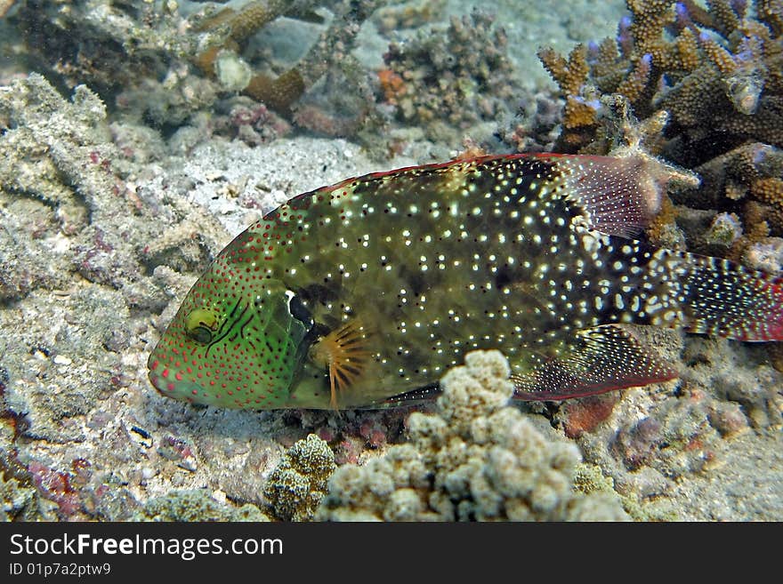 Colourful White-dotted Maori tuskfish (Cheilinus chlorourus)