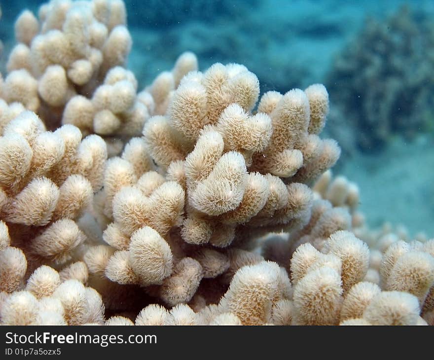 Soft Coral