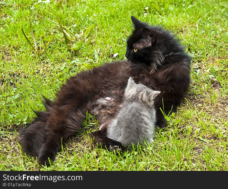 Mother cat with her kitten carefully watching what's happening around. Mother cat with her kitten carefully watching what's happening around.