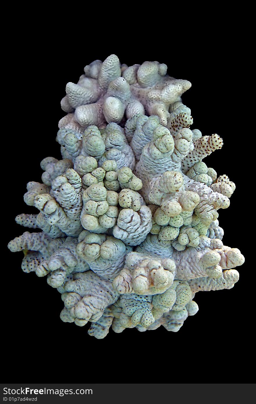 Beatiful colourful add looking corals isolated on black background