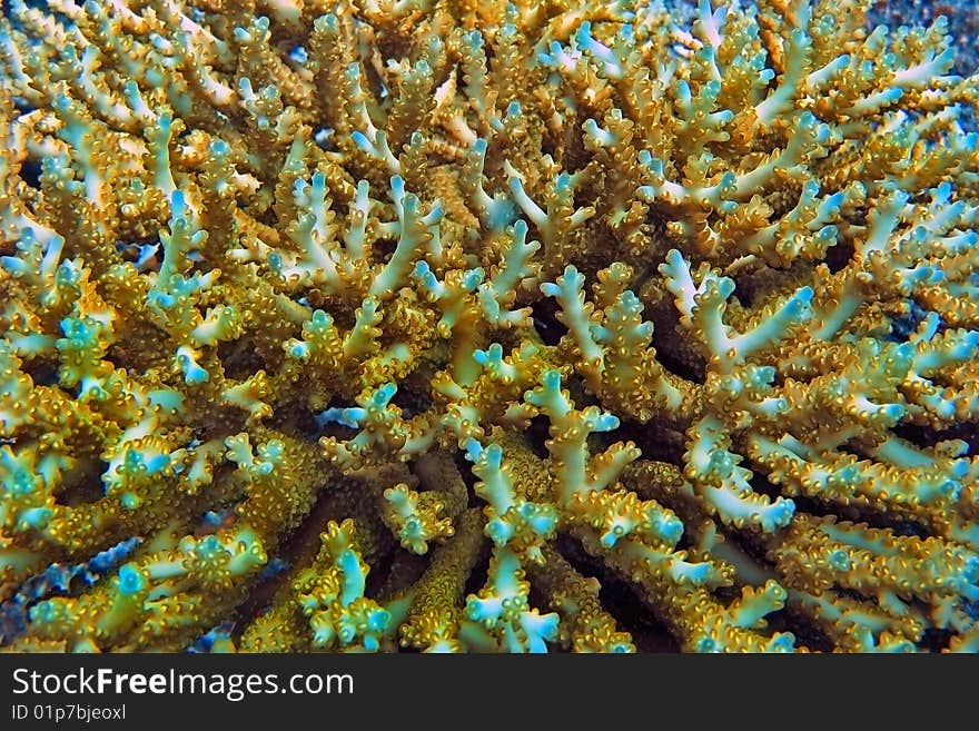 Incredible colors and texture formed by Staghorn coral (Acropora sp). Incredible colors and texture formed by Staghorn coral (Acropora sp)