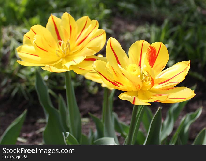 Two yellow-red tulips on a bed