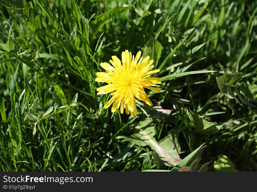 One yellow flower on a green glade