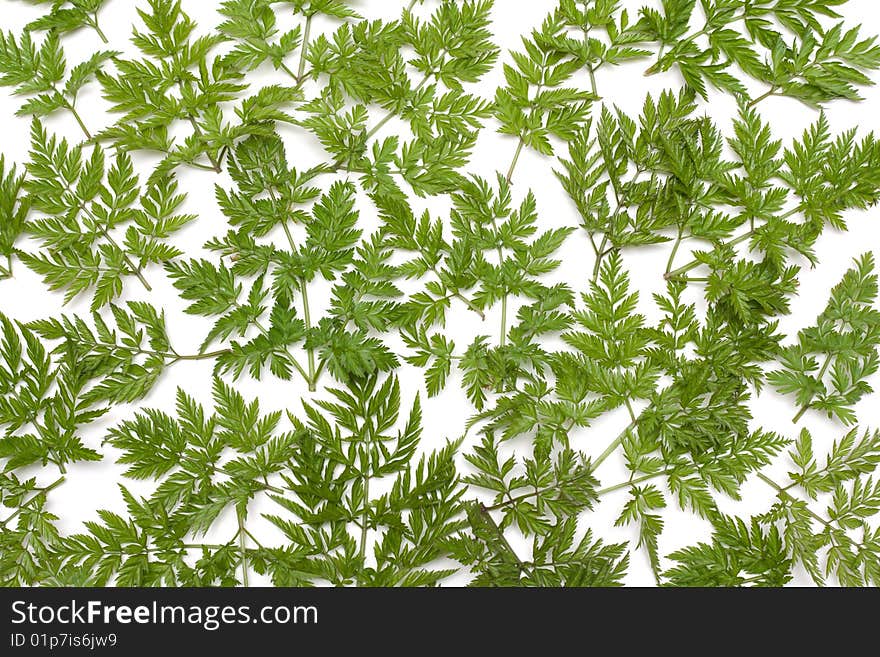 Green herb on white background, invoice, branches