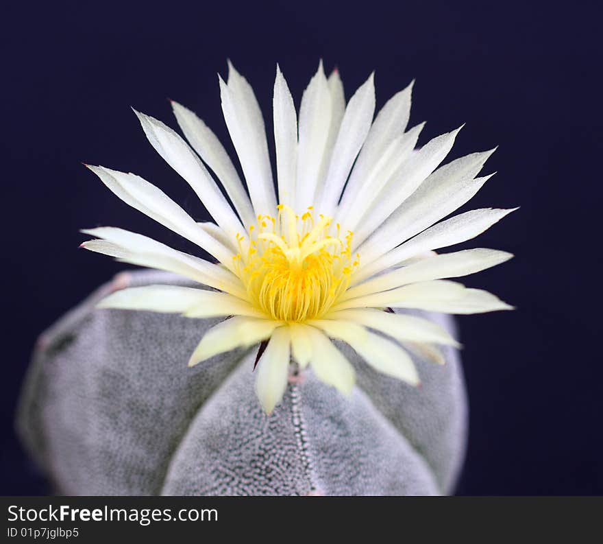 Cactus Flower