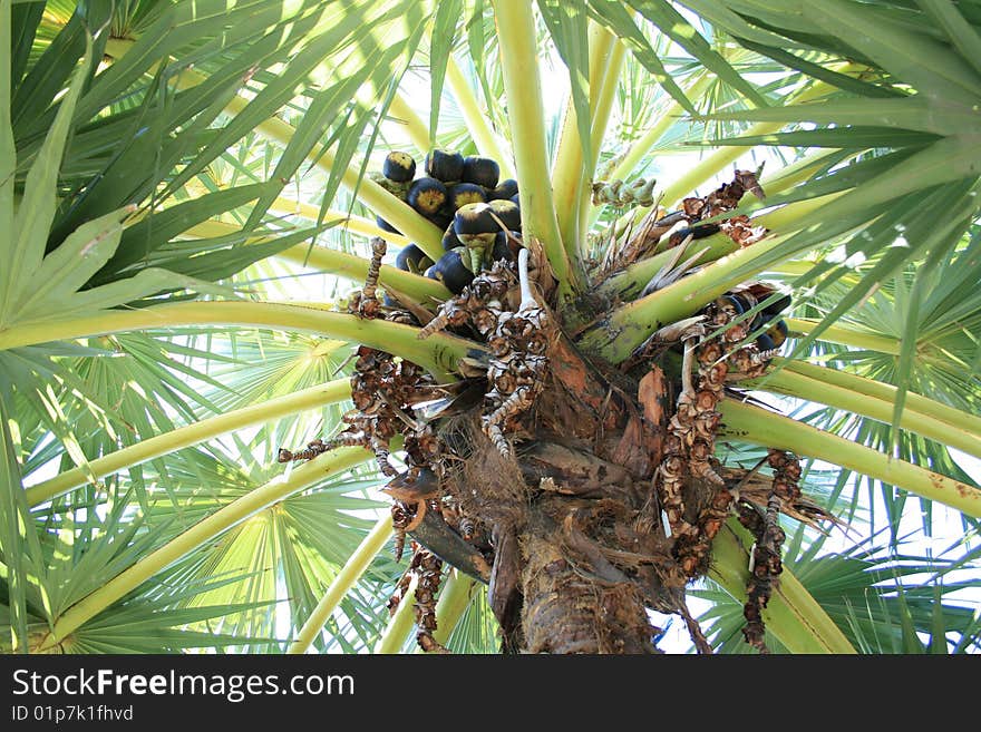 Fruits on palm with dry sheet on end