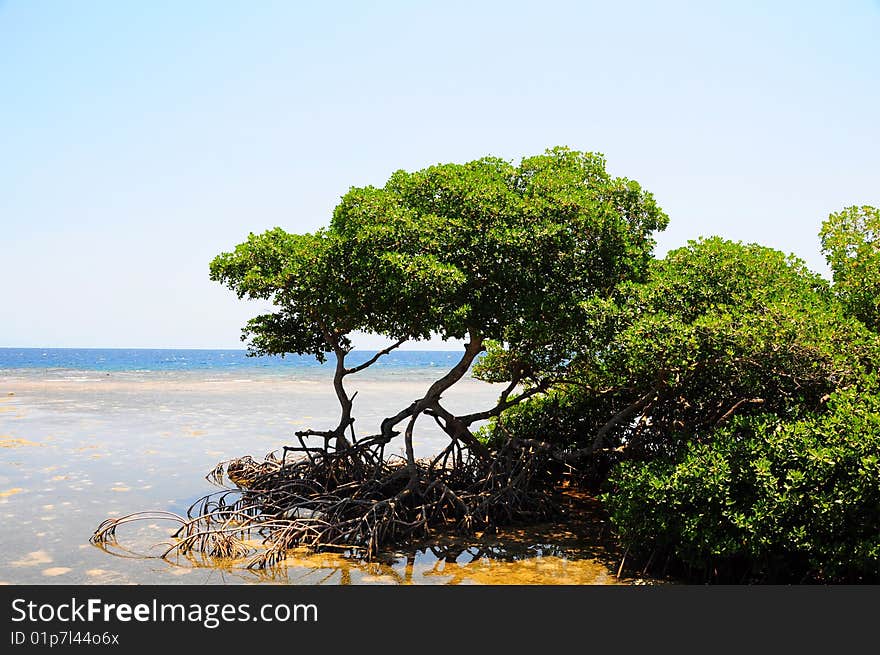 Honduran Mangrove Trees