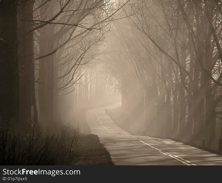 A beautiful avenue of trees illuminated rays of the sun. A beautiful avenue of trees illuminated rays of the sun.