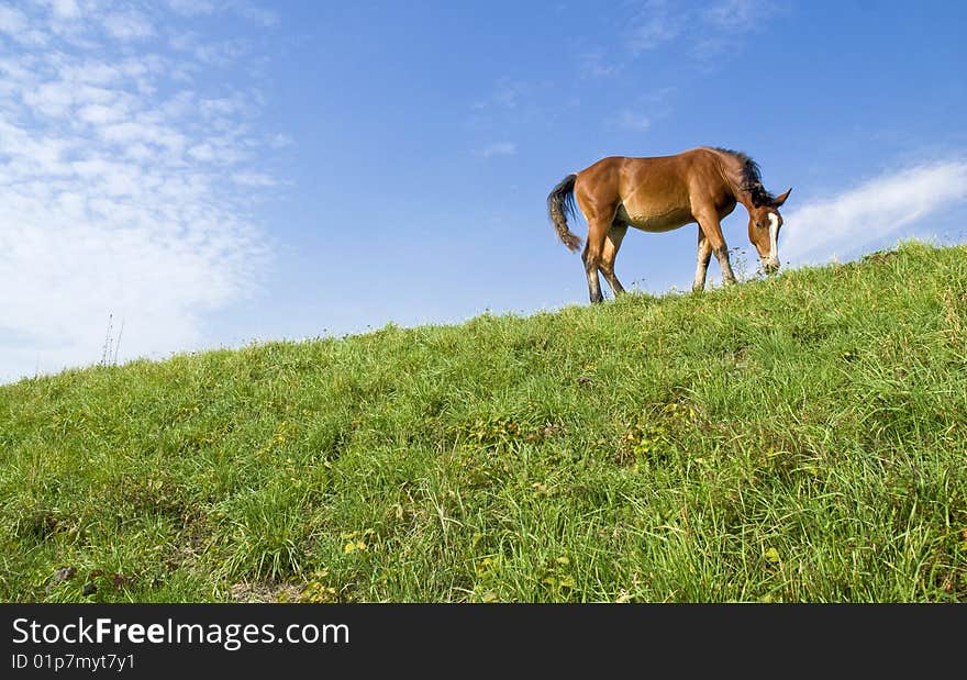 Horse feeding itself on pasture. Horse feeding itself on pasture