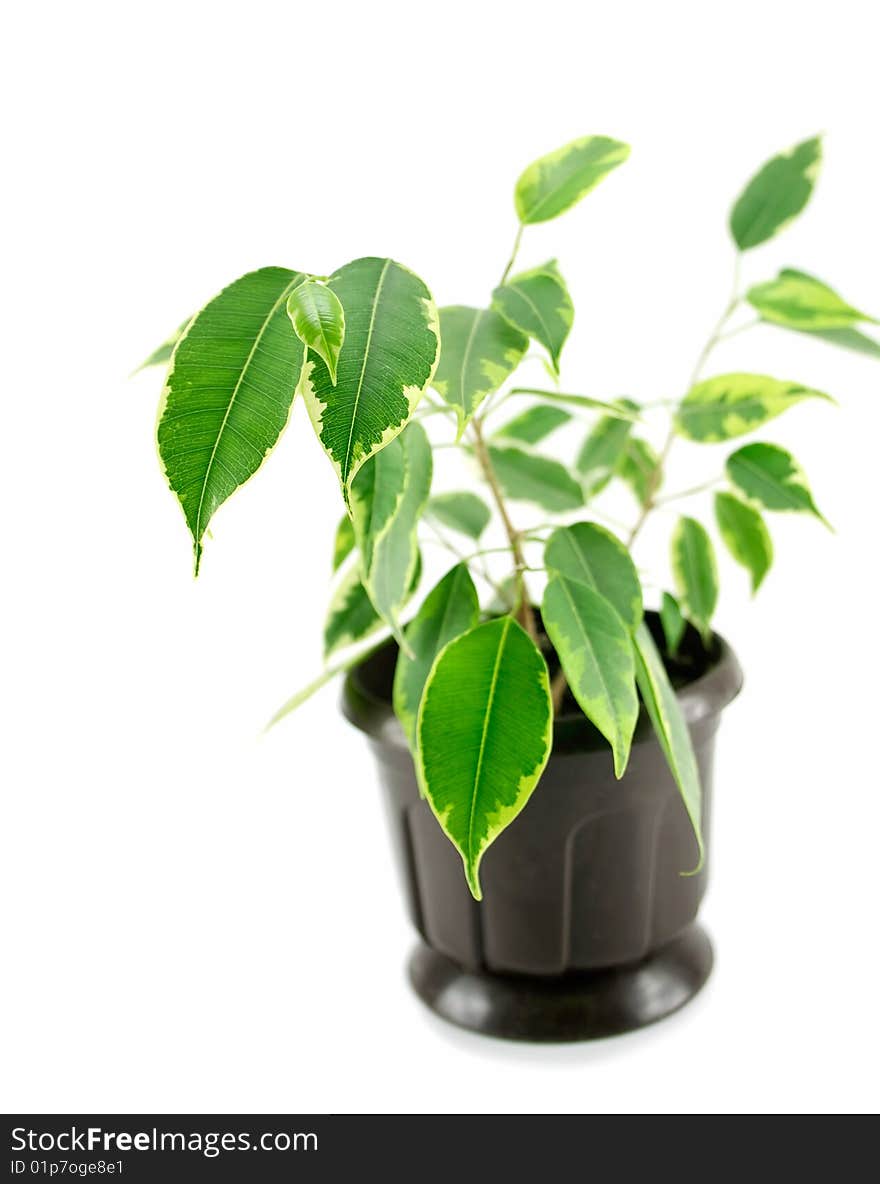 A rubber plant in a pot isolated on a white background