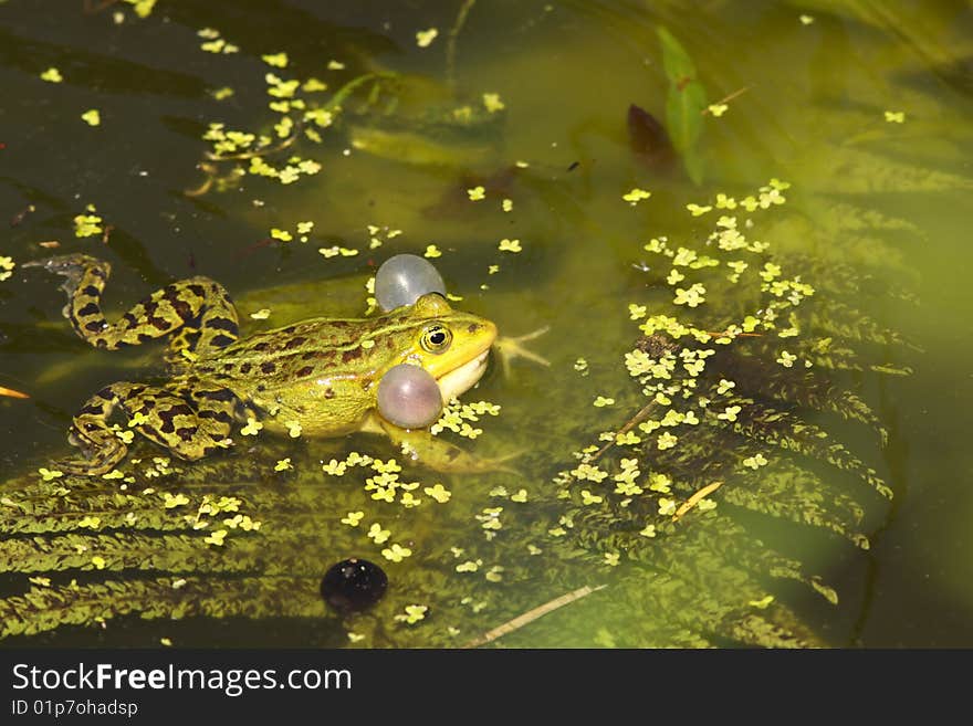 Green frog calling in the water