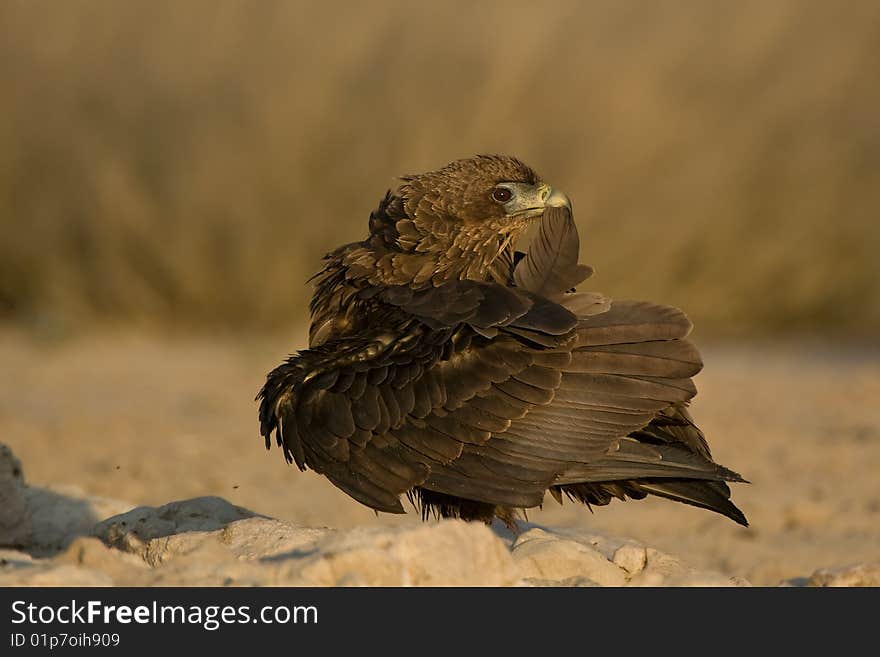 Bateleur (Terathopius ecaudatus) Preening,Kgalagadi Transfortier Park, South Africa