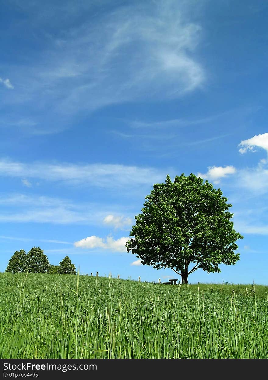 Bench Under A Tree.