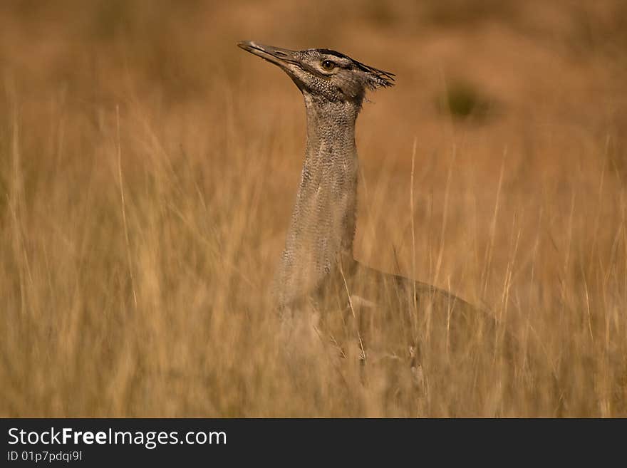 Kori Bustard