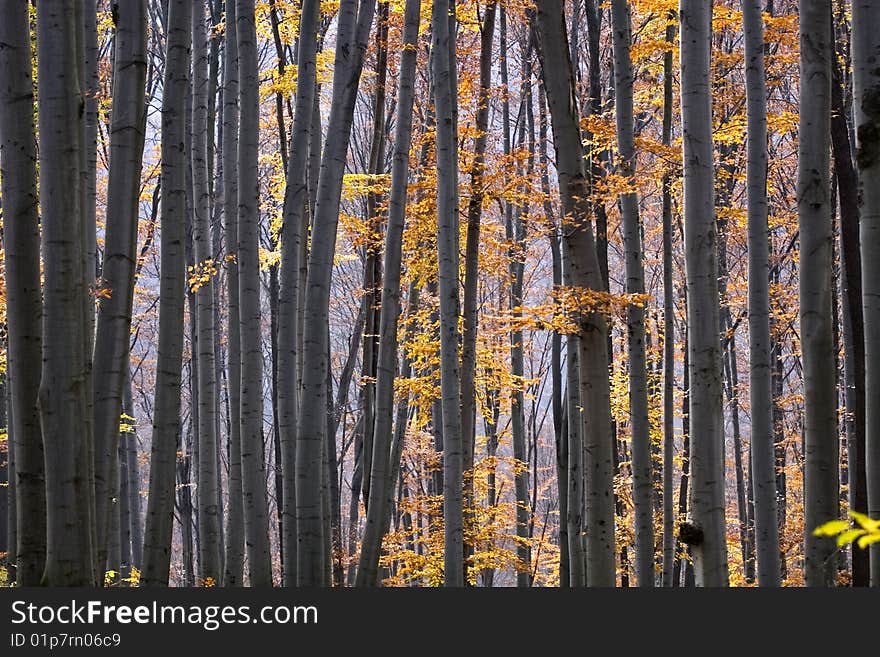 Autumn Forest