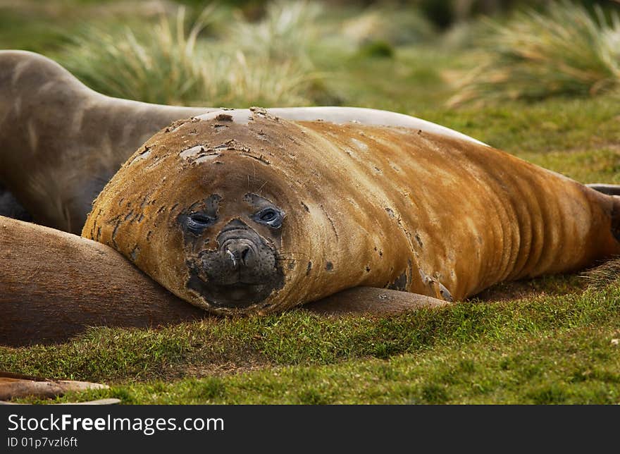 Closeup portrait of single seal