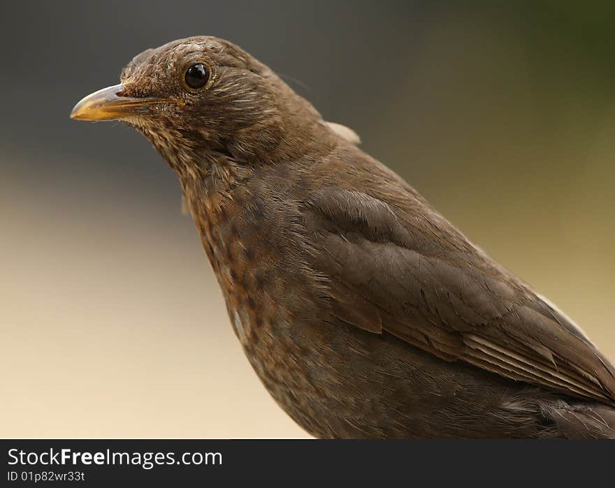 Female Blackbird