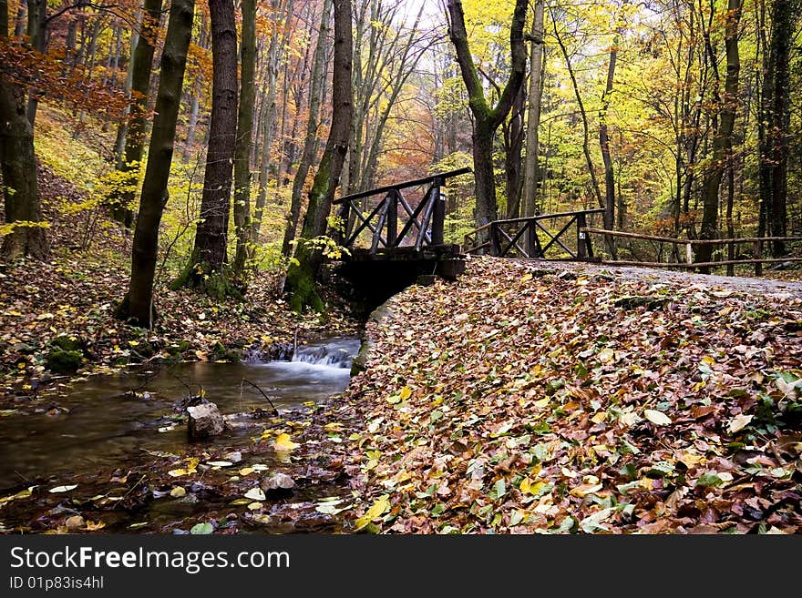 Autumn forest