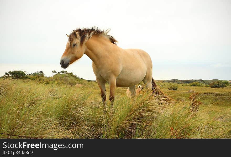 Sandy brown horse