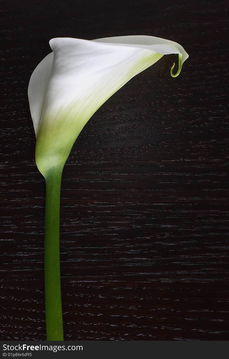 Calla flower closeup on dark woods surface. Calla flower closeup on dark woods surface