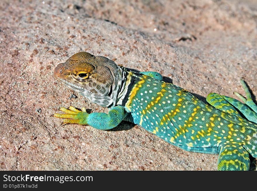 Collard lizard