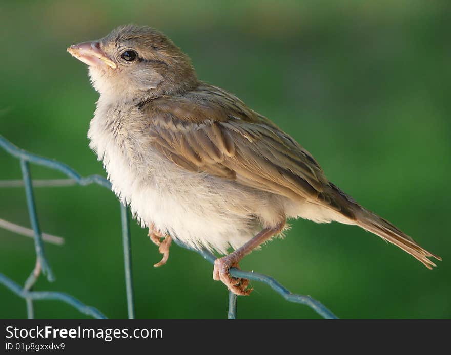 Closeup of a Tree Sparrow bird standing on a wire. Closeup of a Tree Sparrow bird standing on a wire