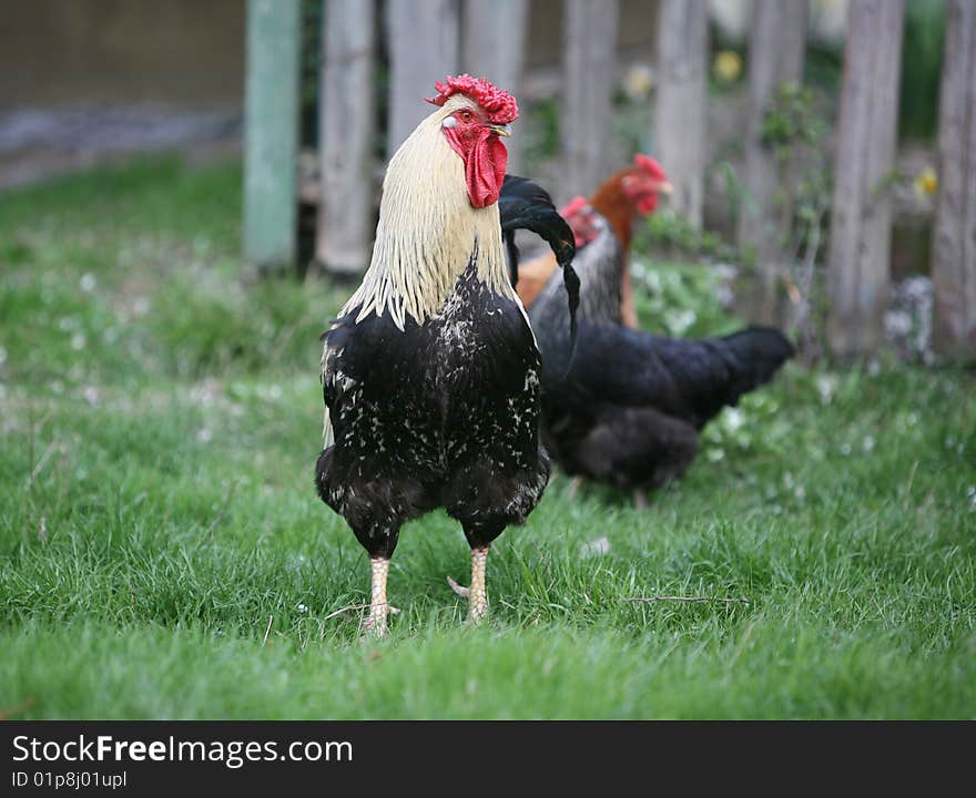 Varicoloured cock searching for food open country