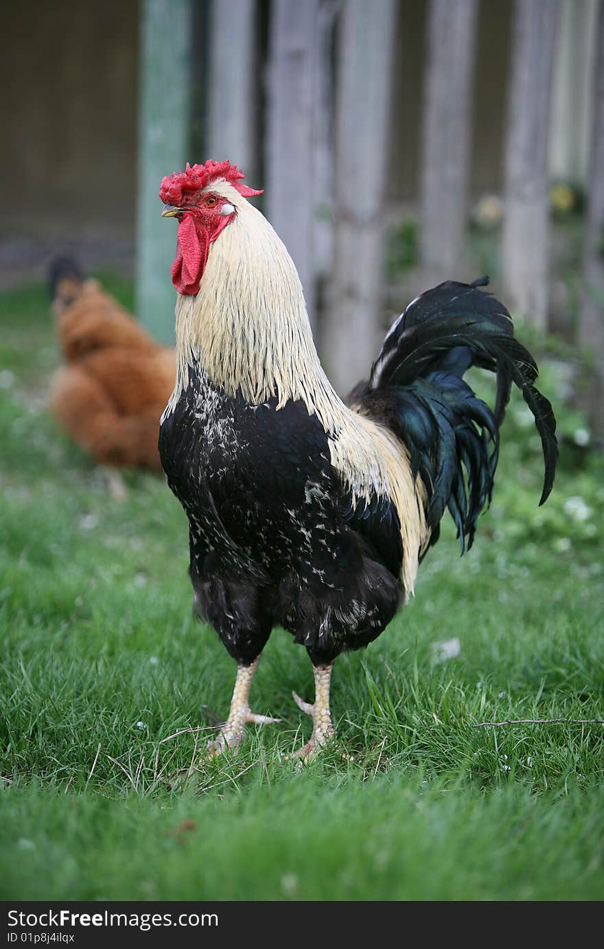 Varicoloured cock searching for food open country