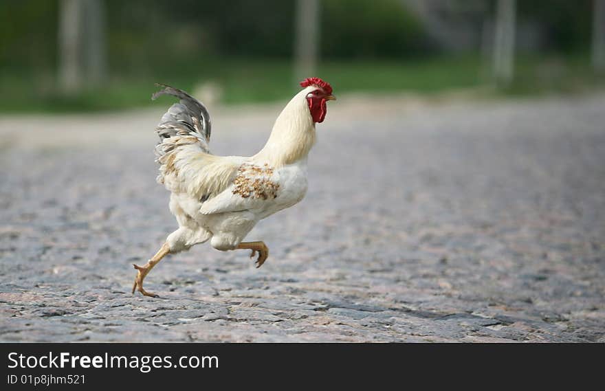 Varicoloured cock searching for food open country