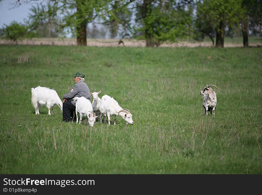 Man pastures goats on the field. Man pastures goats on the field