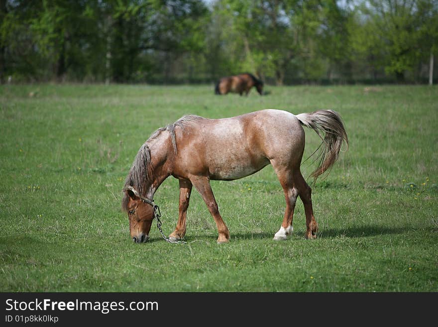 Horse grazes on the field green grass. Horse grazes on the field green grass