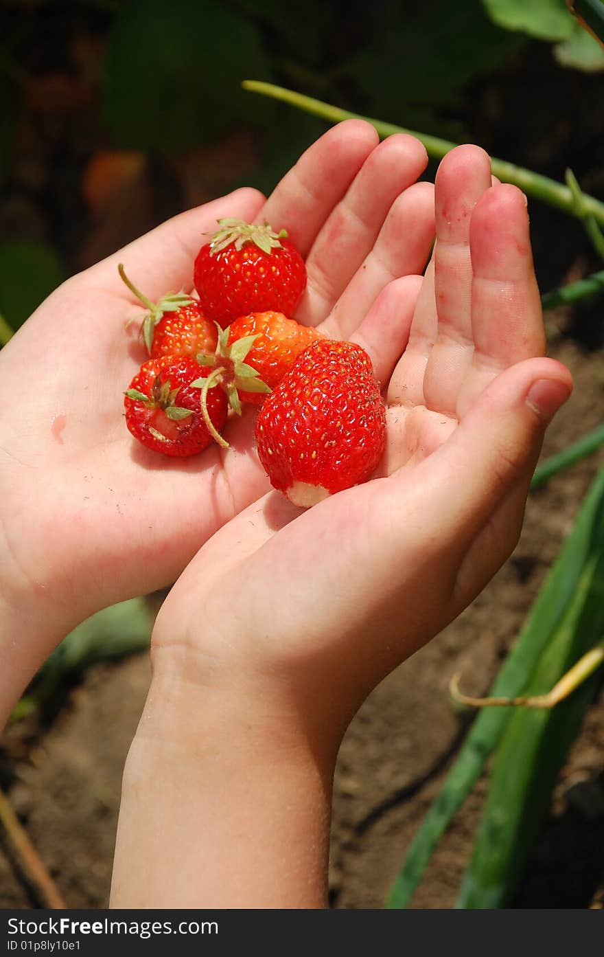 Kid's hands holding some fresh strawberries. Kid's hands holding some fresh strawberries