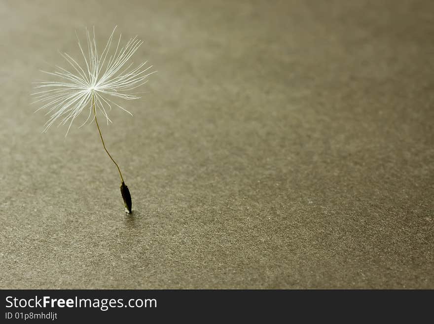 Macro of dandelion seed standing