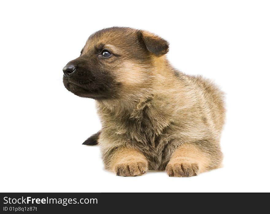 Germany sheep-dog puppy isolated on white background