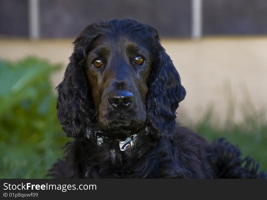 Wide angle - Low down on the ground. A beautiful Black Spaniel. His name is Bailey. Wide angle - Low down on the ground. A beautiful Black Spaniel. His name is Bailey