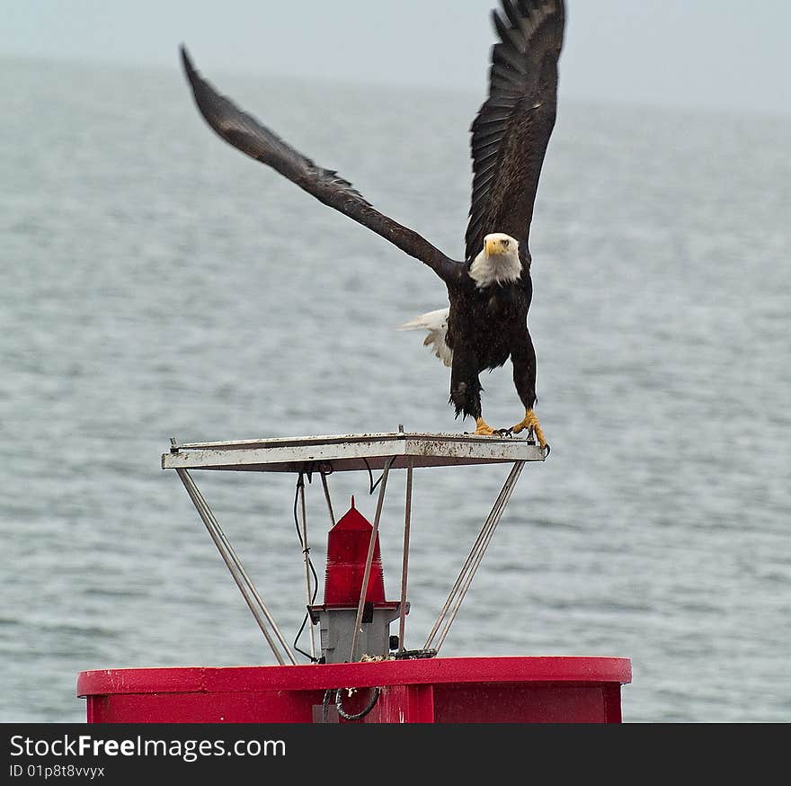 While touring the islands of Alaska, a bald eagle was resting on an ocean marker as we approached, he began to fly away.