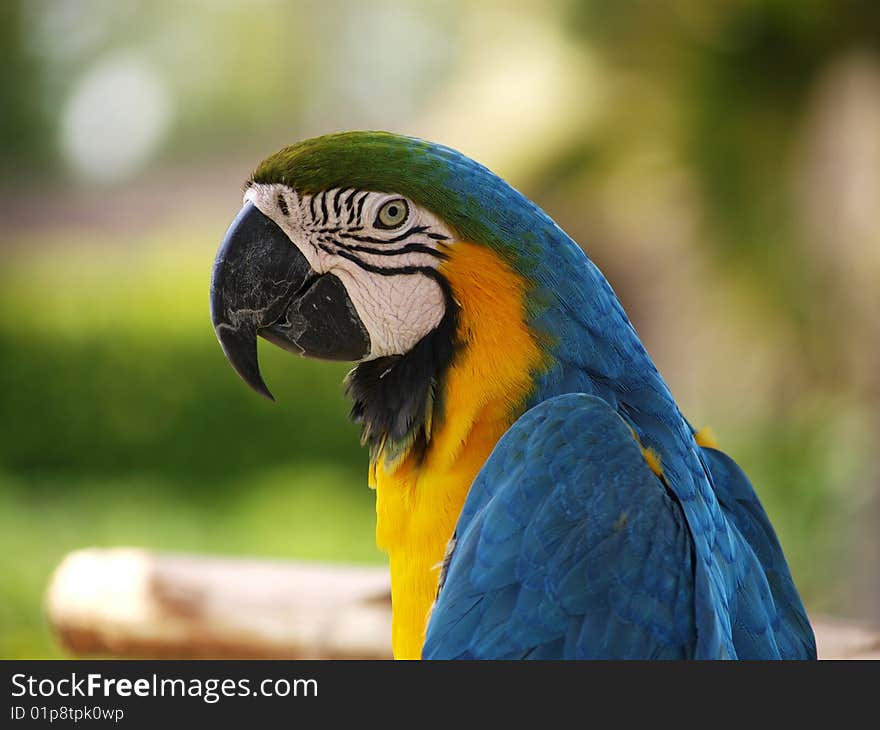 Blue Macaw