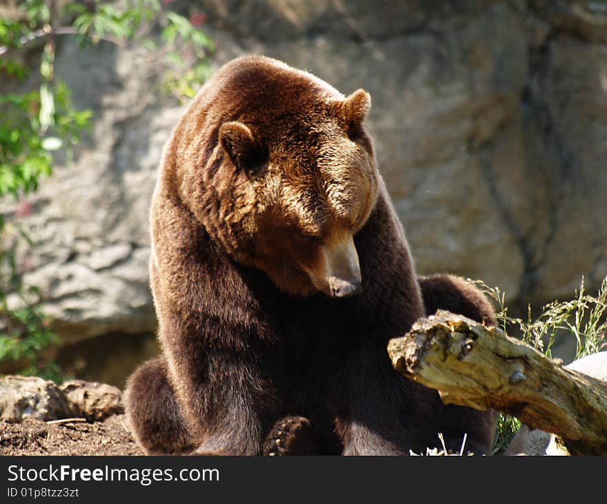 Brown Bear