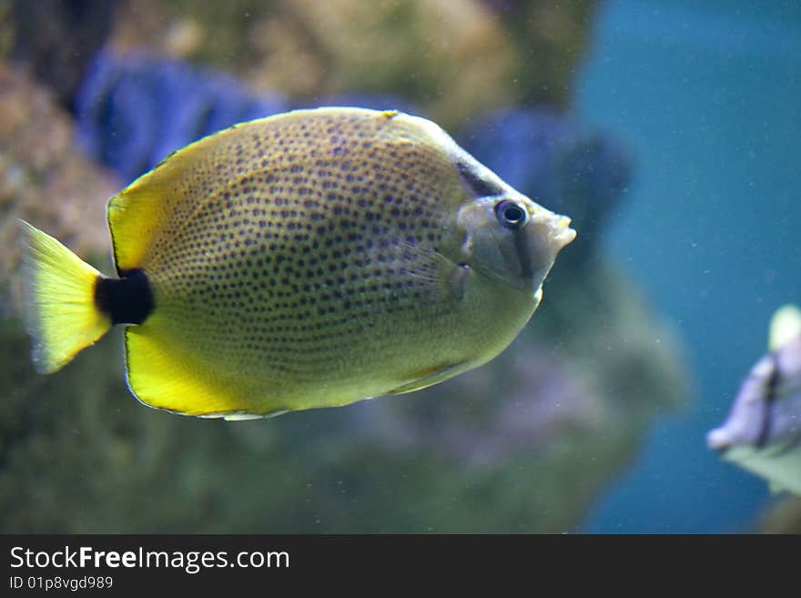 Exotic Fish In Tank