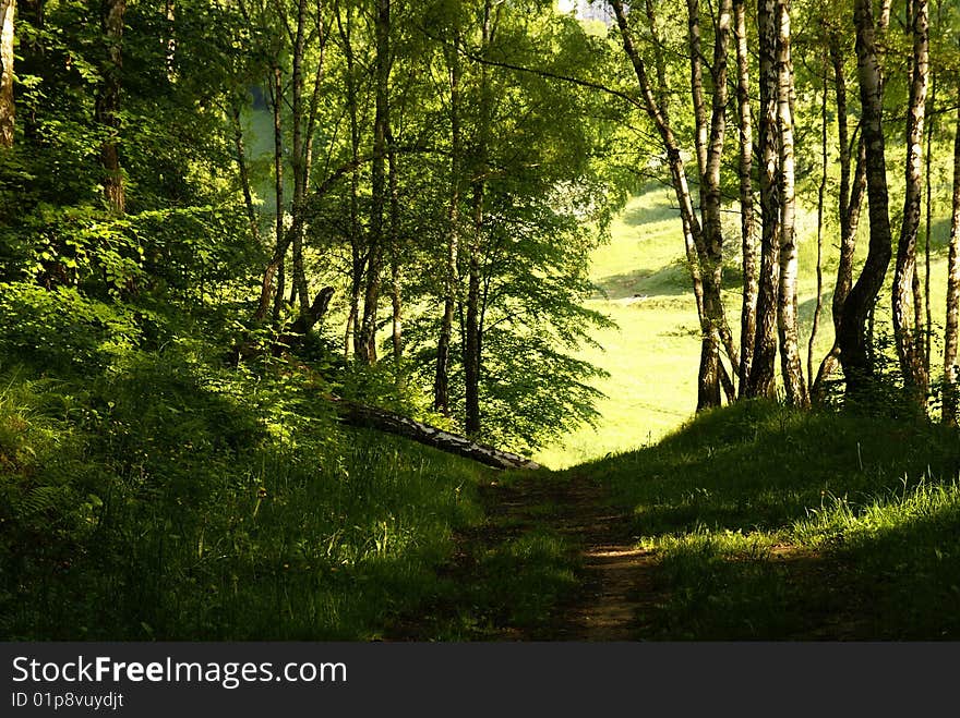 Country road in spring forest