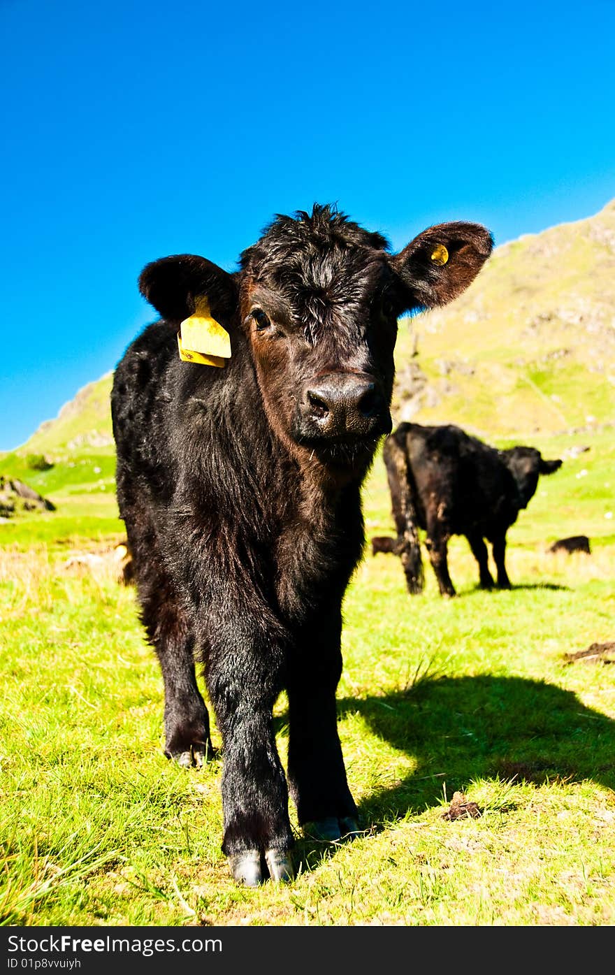 Young calf in field with blue sky