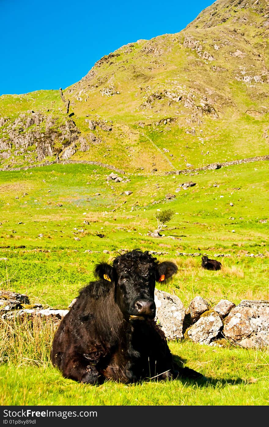 Cow in field with blue sky and mountains. Cow in field with blue sky and mountains