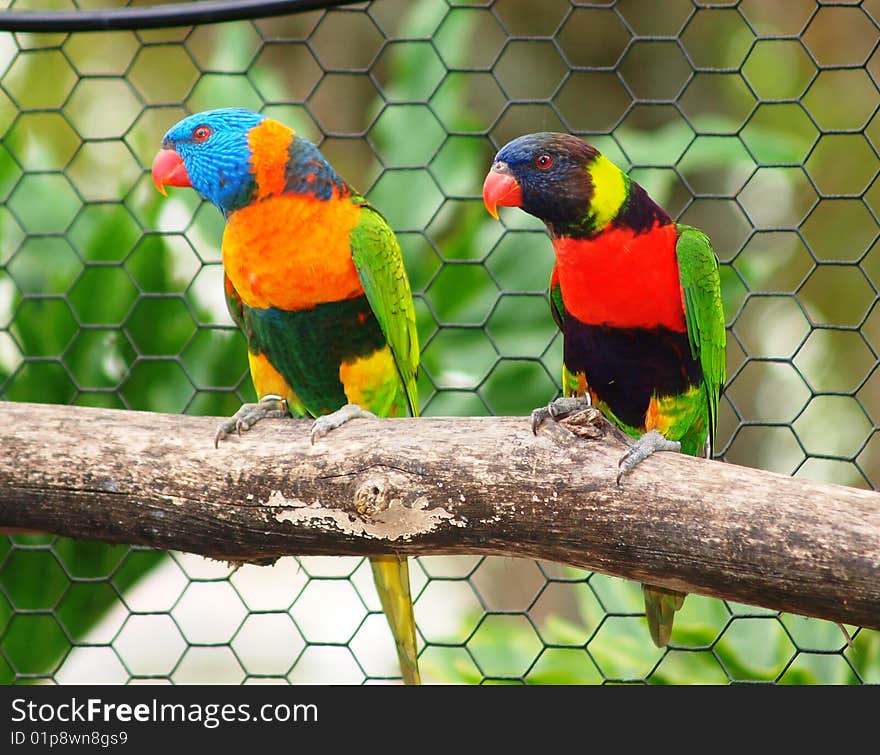 Walking through a small aviary dedicated to Lorikeets, these little guys would fly all around us only stopping to possibly eat some food we offered. Walking through a small aviary dedicated to Lorikeets, these little guys would fly all around us only stopping to possibly eat some food we offered.